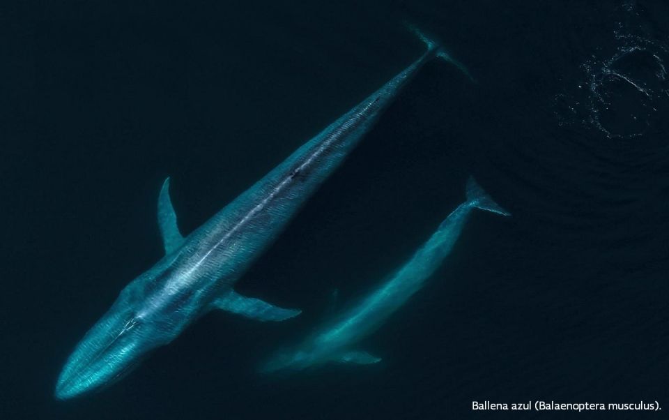 Ballena azul