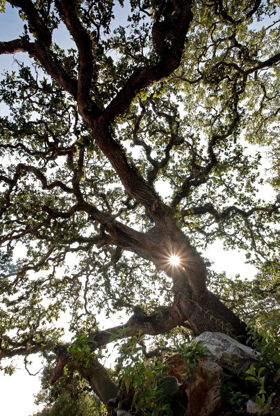 Árbol