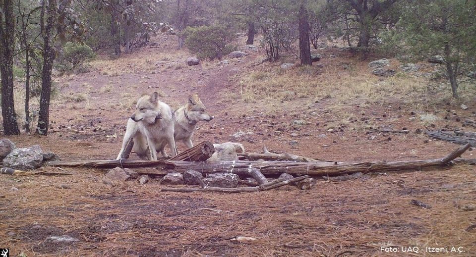 Lobo Mexicano