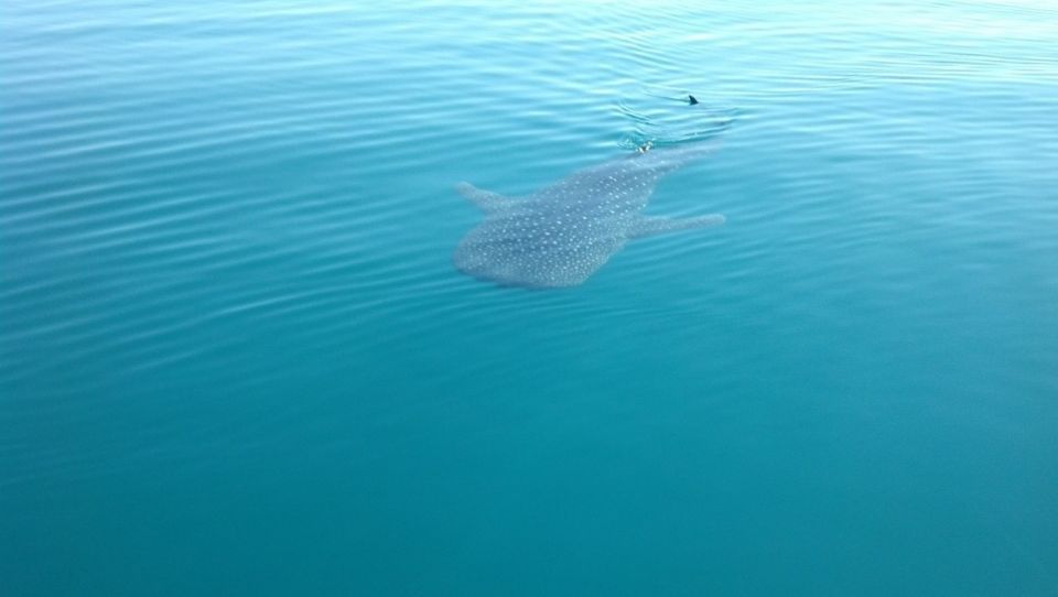 Tiburón ballena