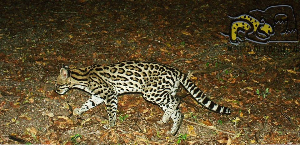 Ocelote