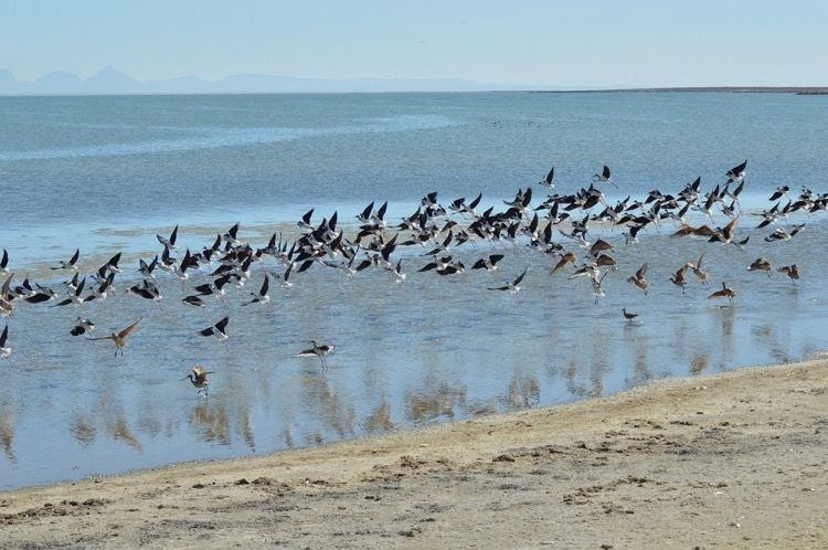 Aves playeras