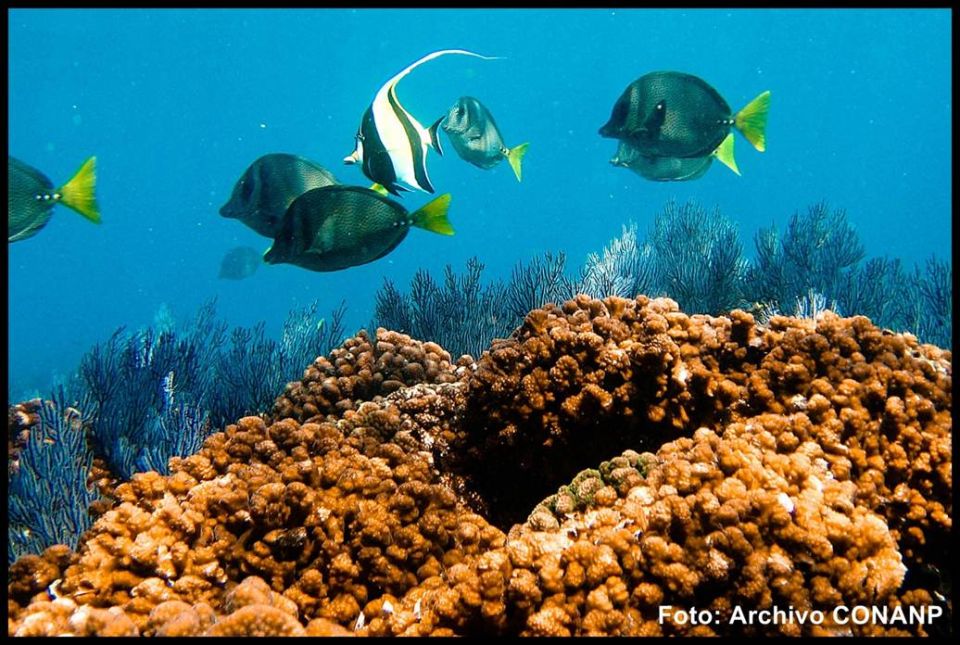 Arrecife de coral