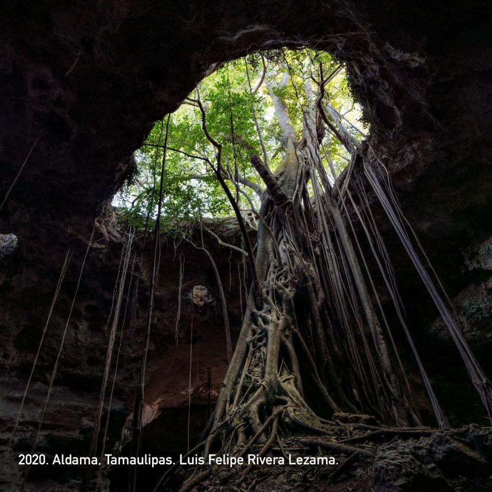 Arbol  Visión Forestal y Centinelas del Tiempo