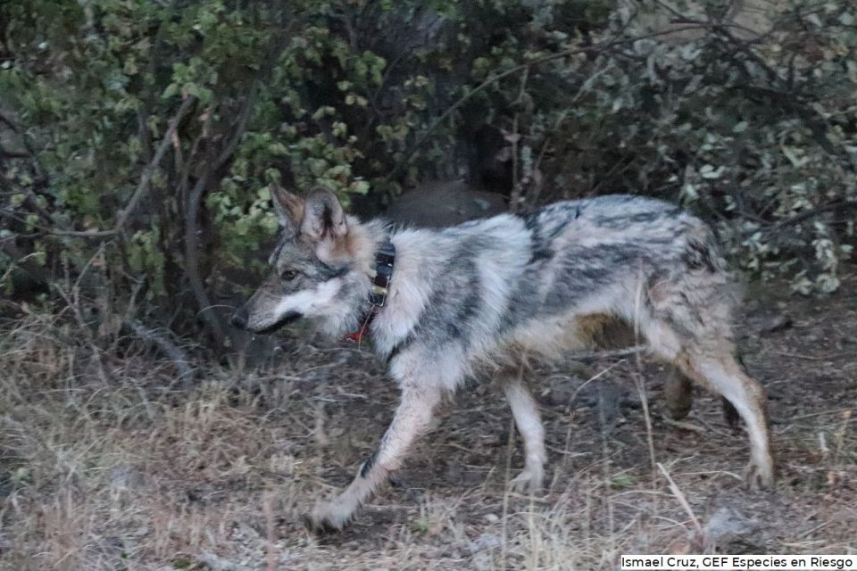 Lobo Mexicano