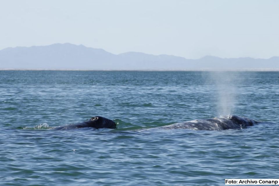 ballena gris