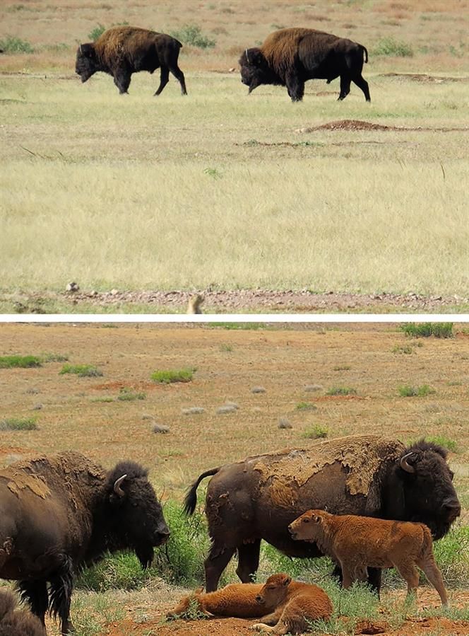 Bisontes americanos