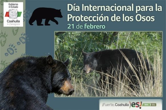 Protección de oso negro