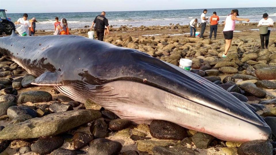 Varamiento de ballena