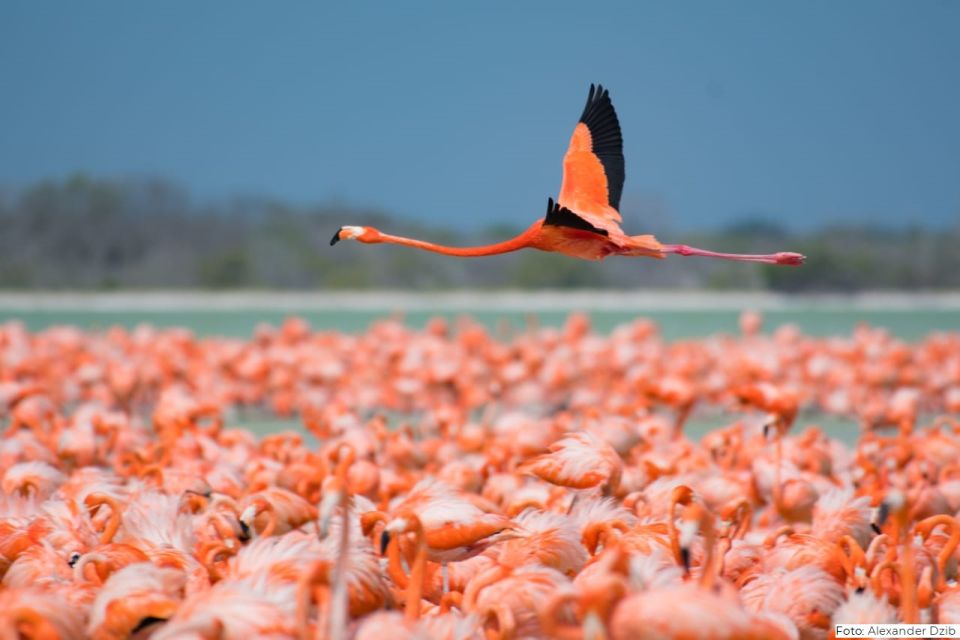 Flamencos