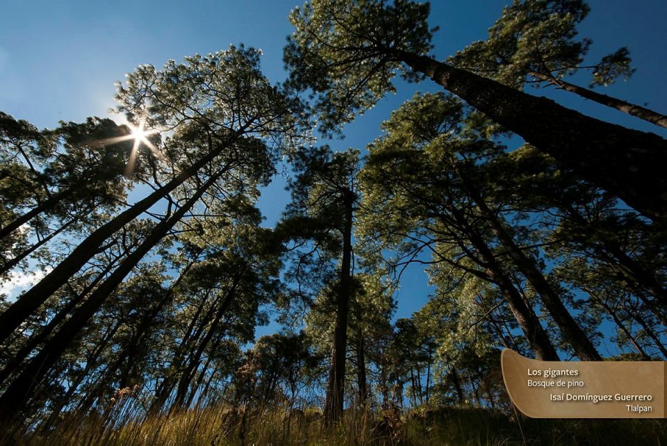 Bosque de Tlalpan