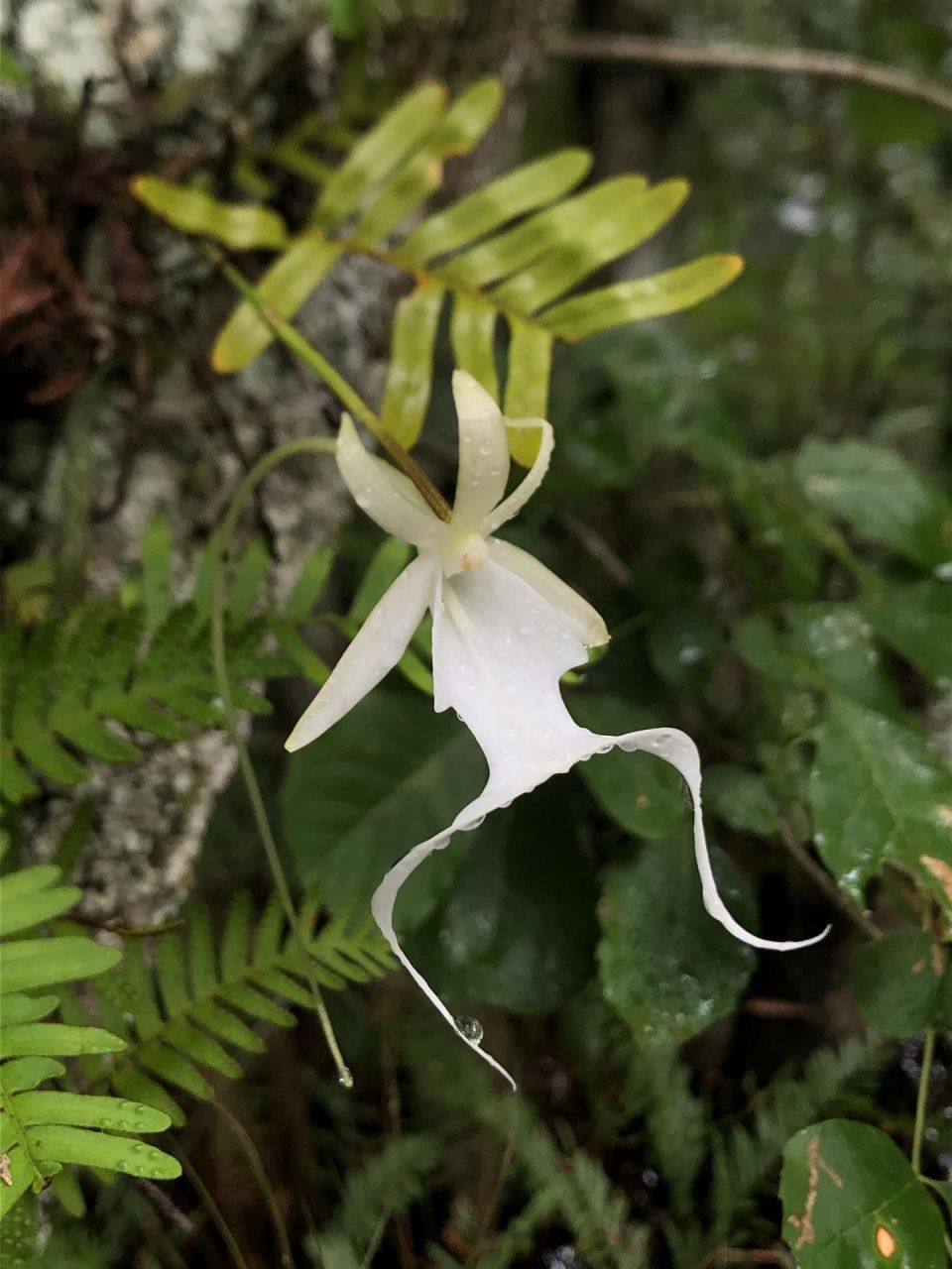 Una orquídea fantasma de la Reserva Nacional Big Cypress en Ochopee, Florida (EU). Efe/ Tony Pernas Orquídea fantasma