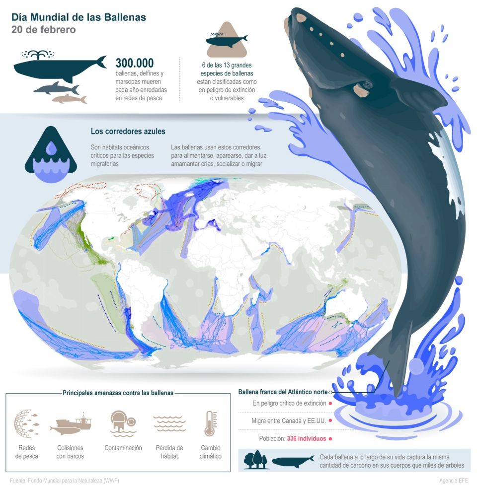 Infografía Ballenas