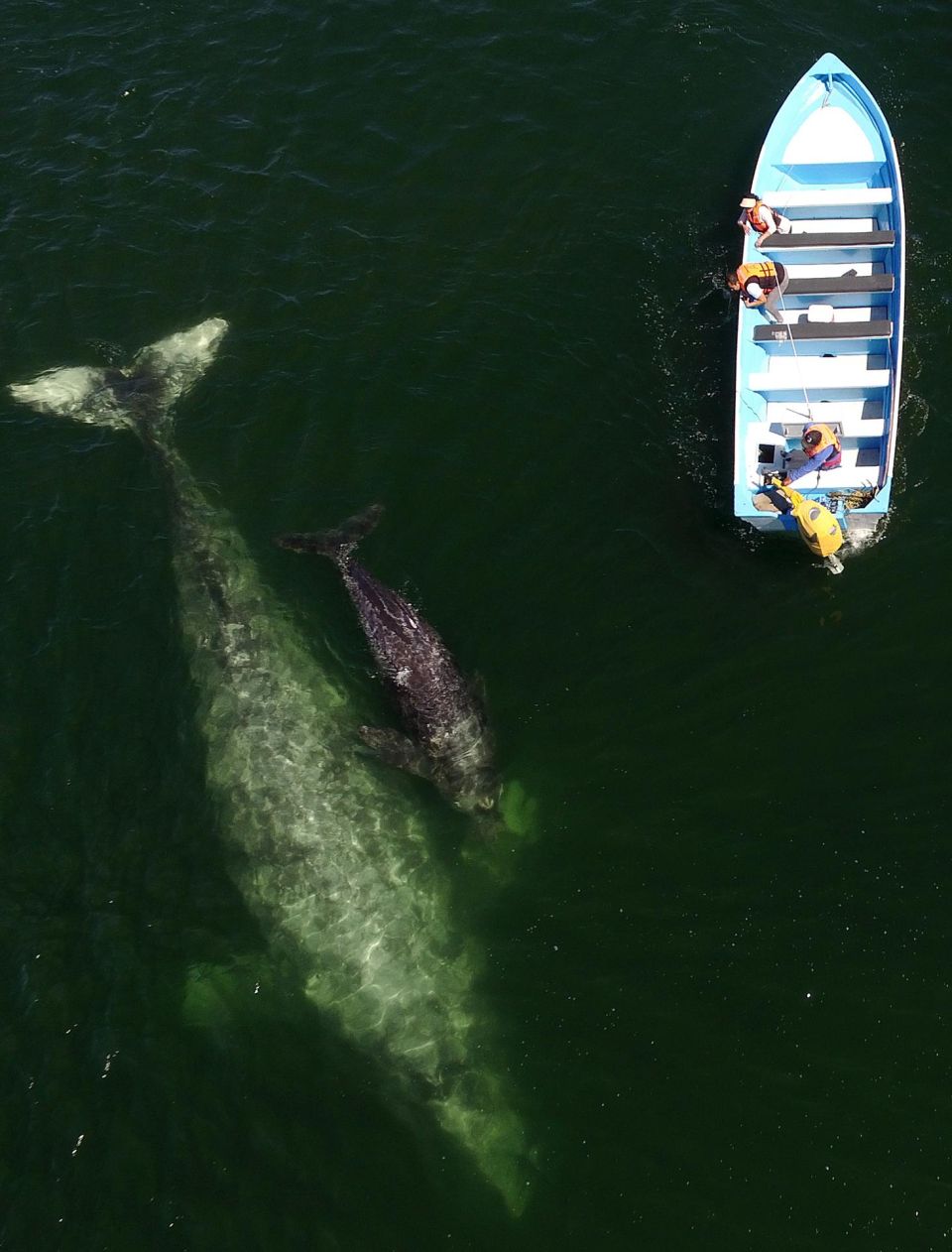 El santuario de Ballenas grises (Eschrichtius robustus), en costas de Puerto López Mateos, en Baja California (México). Efe/Mahatma Fong
Ballenas