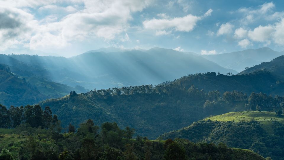Bosque en Colombia