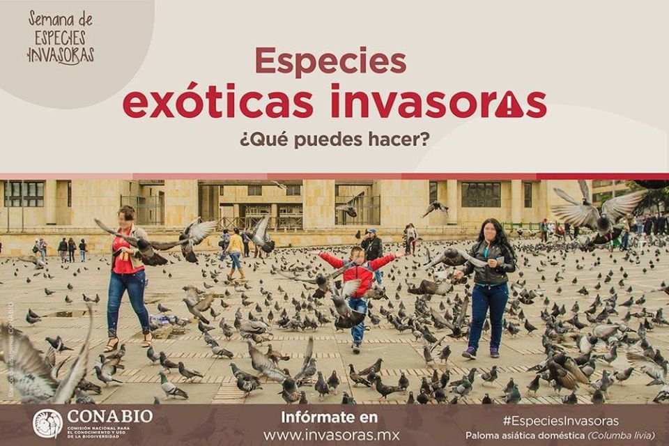 Especies invasoras