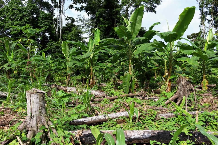 Deforestación en la Amazonía peruana