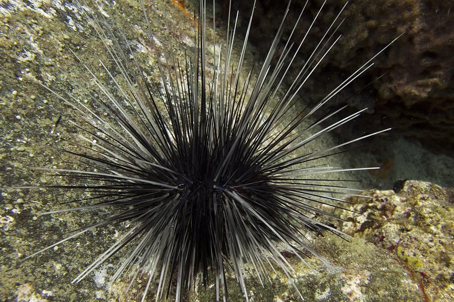 Un saludable erizo de espinas largas, una de las especies más importantes en los arrecifes caribeños ya que remueven algas y abren espacios para el crecimiento de corales.Ken Marks/AGRRA Erizo de mar