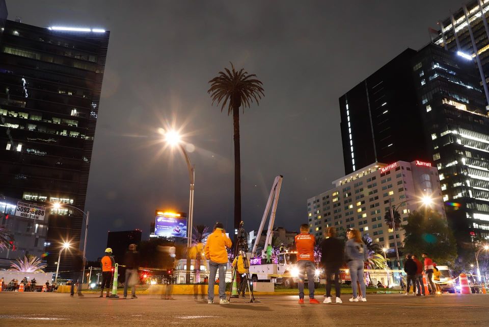 Palmera de reforma
