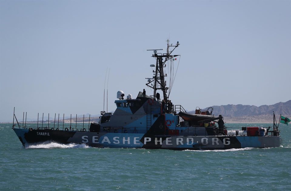 El Sea Sheperd, en el Puerto de San Felipe, Baja California (México). Sáshenka Gutiérrez Sea Sheperd