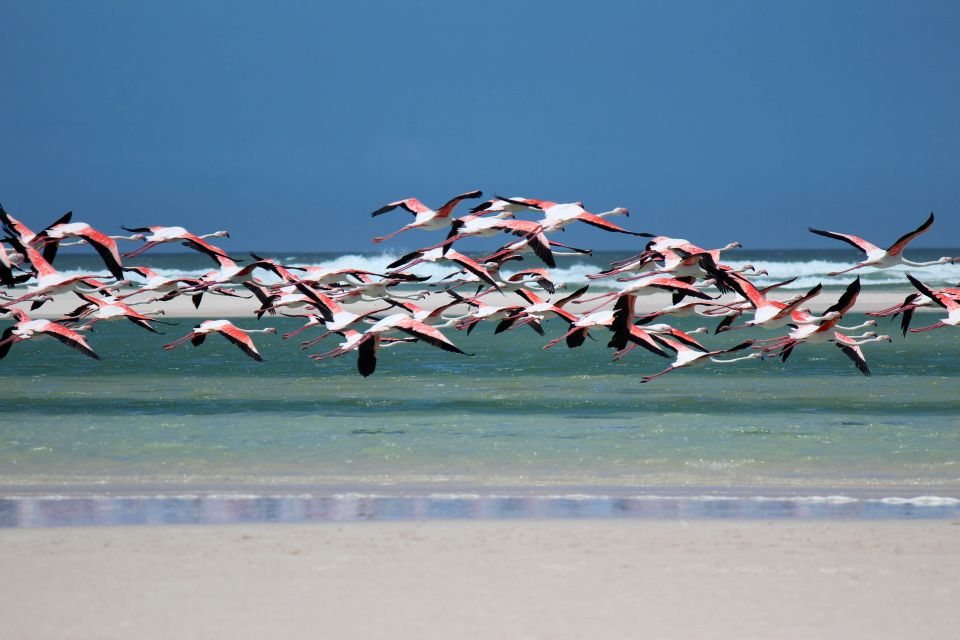 Aves migratorias