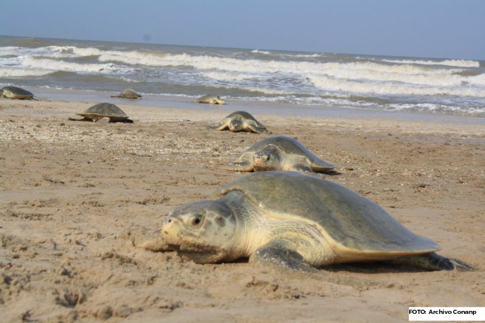 Tortugas marinas