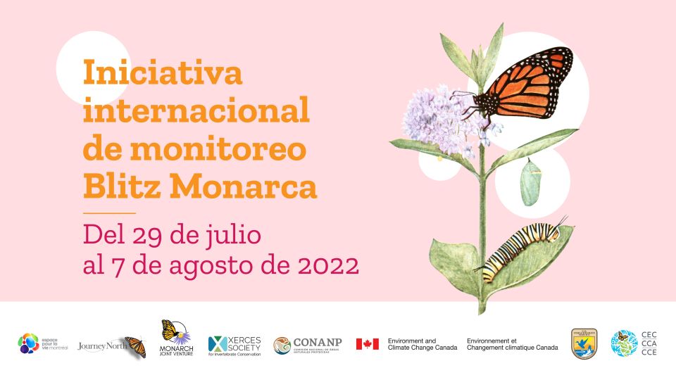 CCA Blitz Monarca