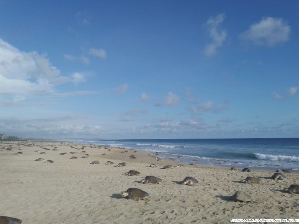 Tortugas marinas