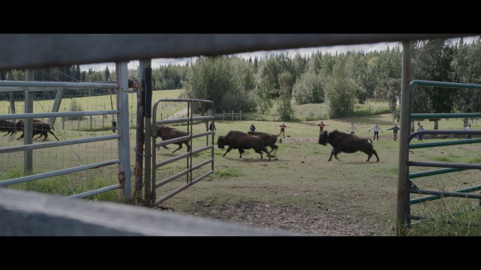 Bisonte de Alaska