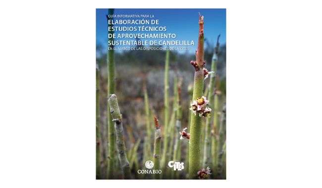 Candelilla