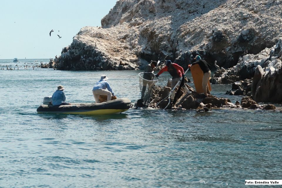 Lobos marinos