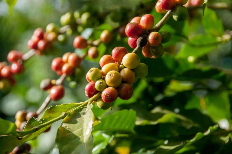 Árbol de café