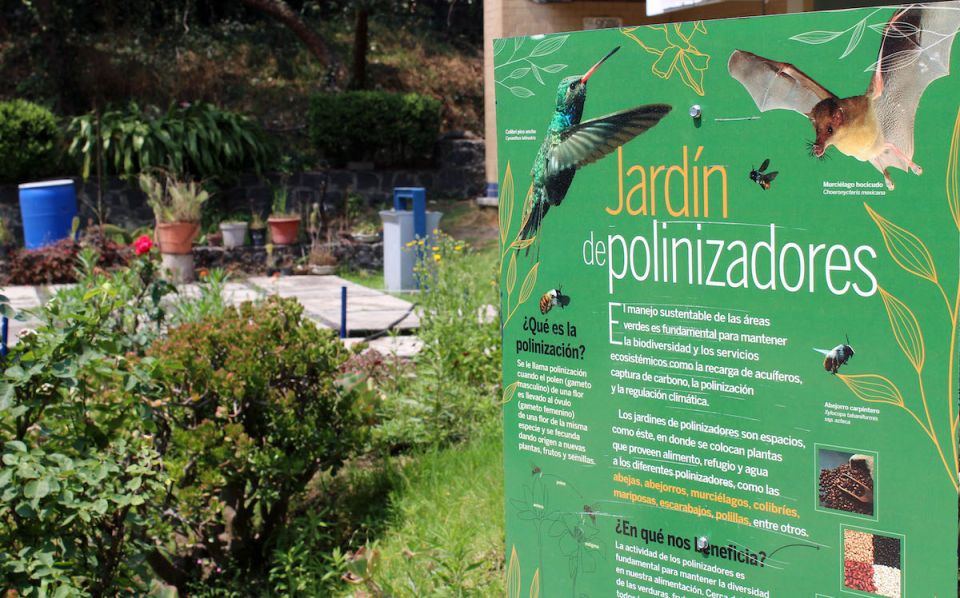 Jardín para polinizadores