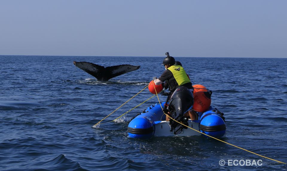 Ballenas