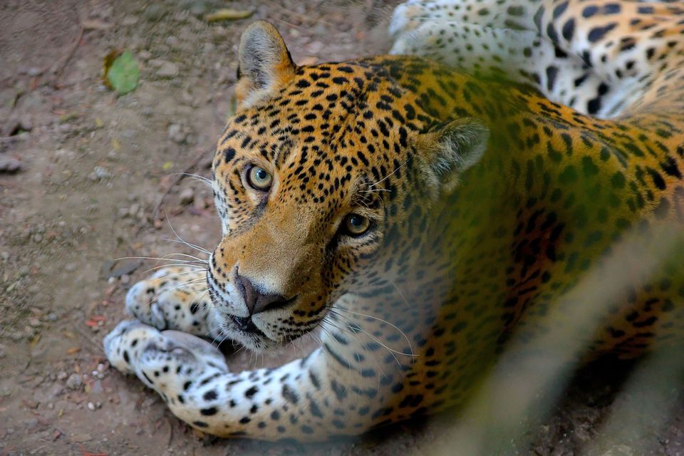 Jaguar