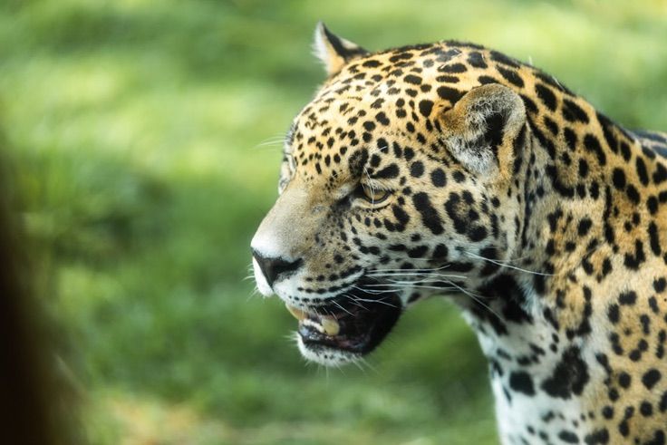 Refugio Jaguar