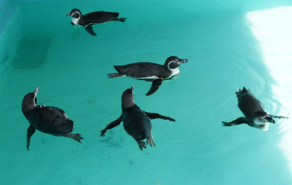 Pingüinos